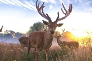 Блокошаровий олень Блокошаровий олень
